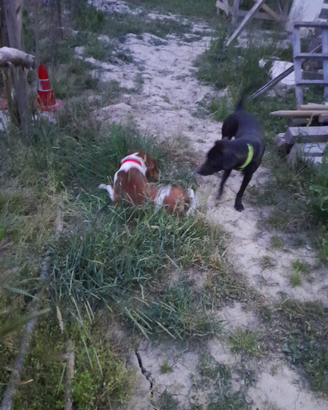 Chicco e leo