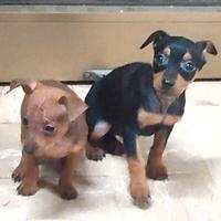 Pinscher