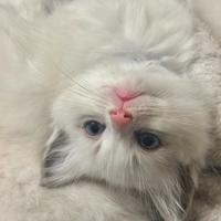 Disponibili cuccioli Ragdoll senza pedigree