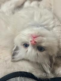 Disponibili cuccioli Ragdoll senza pedigree