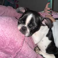 Bulldog francese femmina