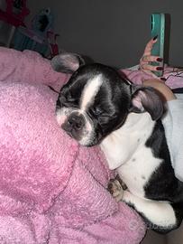 Bulldog francese femmina