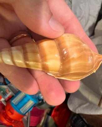 Conchiglia antica