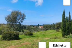 Terreno in collina zona Collinaia