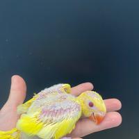 Pulli di parrocchetti dal collare