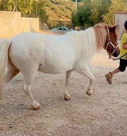Mini pony