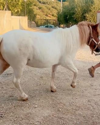 Mini pony