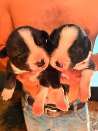 Border collie