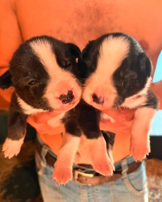 Border collie