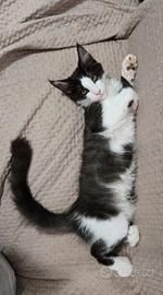 cucciola maine coon 3 mesi  vaccinata 