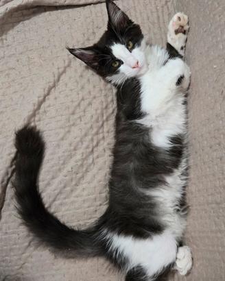  cucciola maine coon 3 mesi  vaccinata 