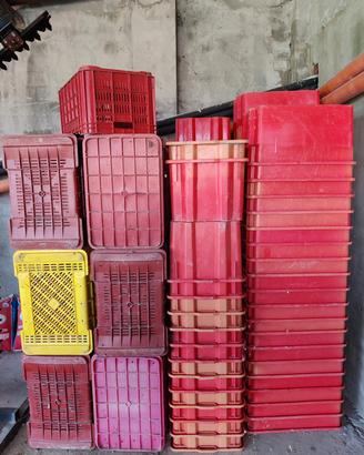  stock cassette orto frutta raccolta uva e olive