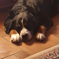 Femminuccia per accoppiamento