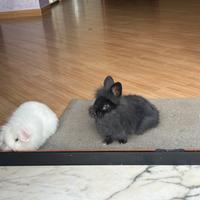 Coniglietto in adozione