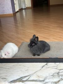 Coniglietto in adozione