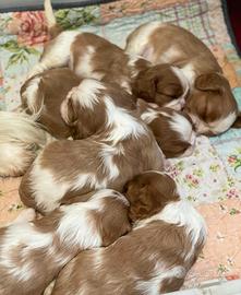 Cavalier king