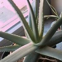 PIANTE GRASSE arredamento + 3 IRRIGATORI automatic