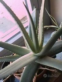 PIANTE GRASSE arredamento + 3 IRRIGATORI automatic