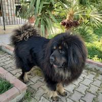 Mastino tibetano per monta