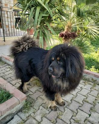 Mastino tibetano per monta