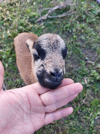 Pecore nane Camerun mini mufloni