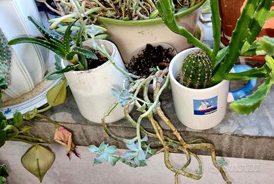 Set 4 piante grasse.  stapelia  cactus  aloe vera