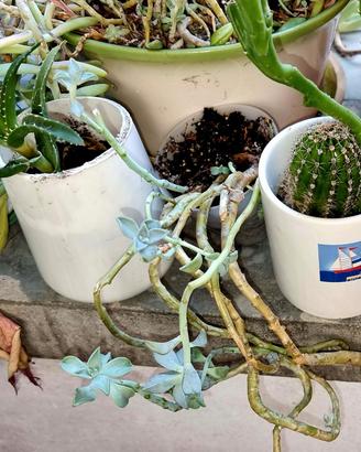 Set 4 piante grasse.  stapelia  cactus  aloe vera