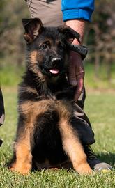 Cucciola di pastore tedesco