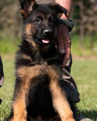 Cucciola di pastore tedesco