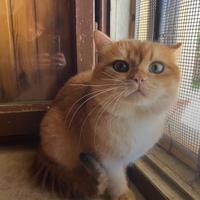 British Shorthair cuccioli