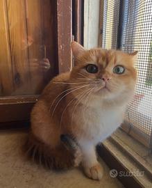British Shorthair cuccioli