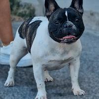 Bulldog francese