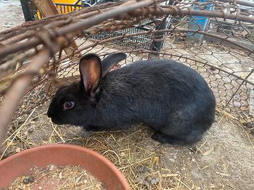 Coniglio maschio da riproduzione