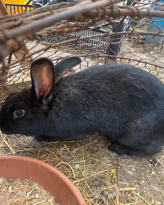 Coniglio maschio da riproduzione