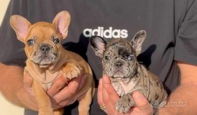 Bulldog francese