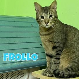 Febo e Frollo gatti tigrati di 2 anni