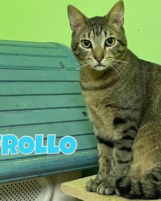 Febo e Frollo gatti tigrati di 2 anni
