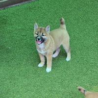 Shiba inu fulvi beautiful