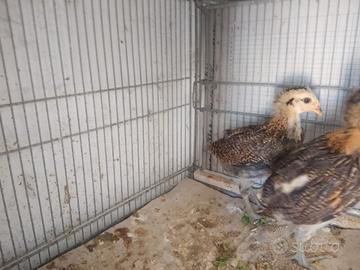 Galline di razza