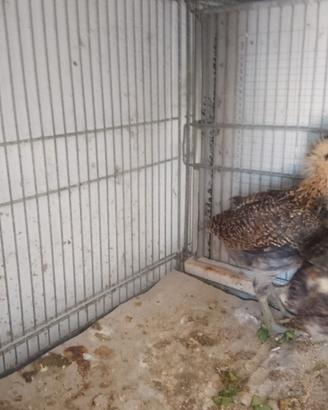Galline di razza