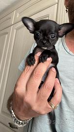 Chihuahua mini toy