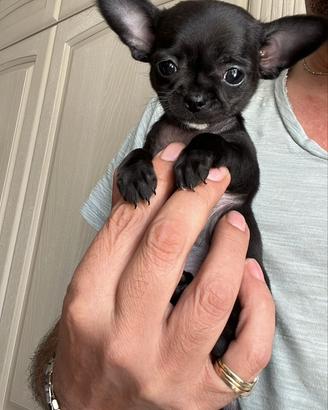 Chihuahua mini toy
