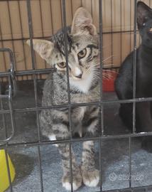 Gattini di 4 mesi
