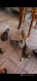 Gattini meravigliosi