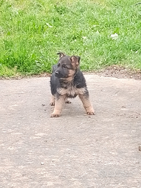 Cucciola di pastore tedesco