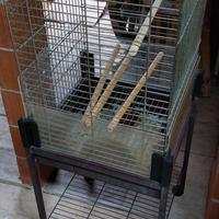 gabbia gabbietta uccelli