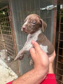 Cuccioli kurzhaar