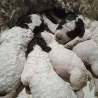 Cuccioli Lagotto Romagnolo con pedigree