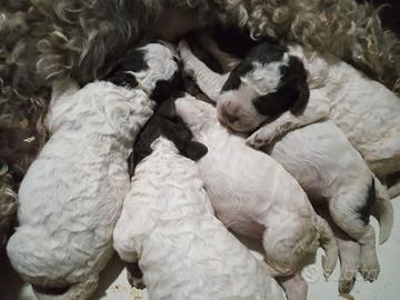 Cuccioli Lagotto Romagnolo con pedigree