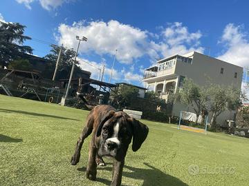 Cuccioli di boxer